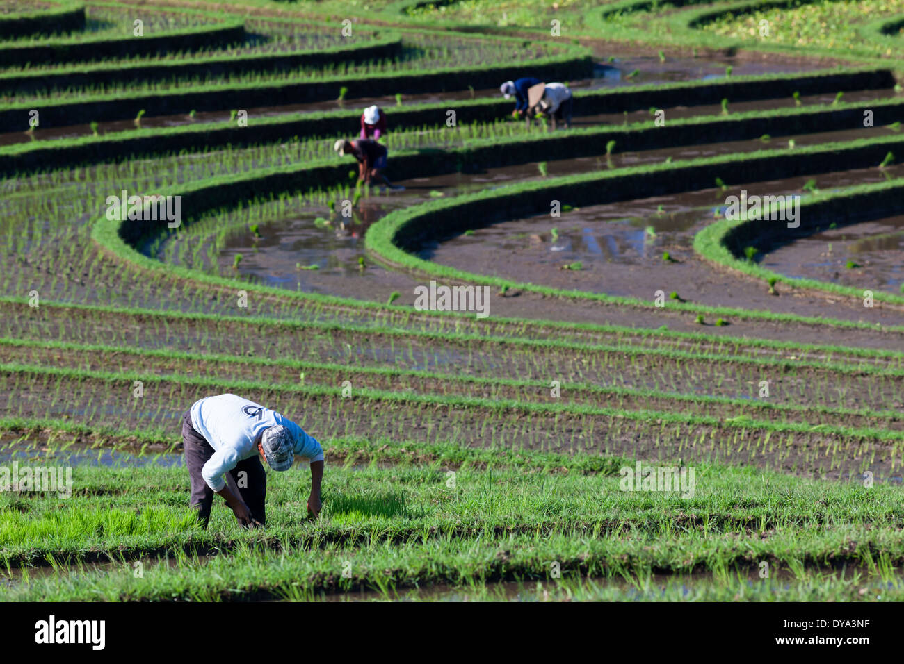 Las personas que trabajan en el campo de arroz en la región de Antosari y Belimbing (probablemente cercana a Antosari), Bali, Indonesia Foto de stock