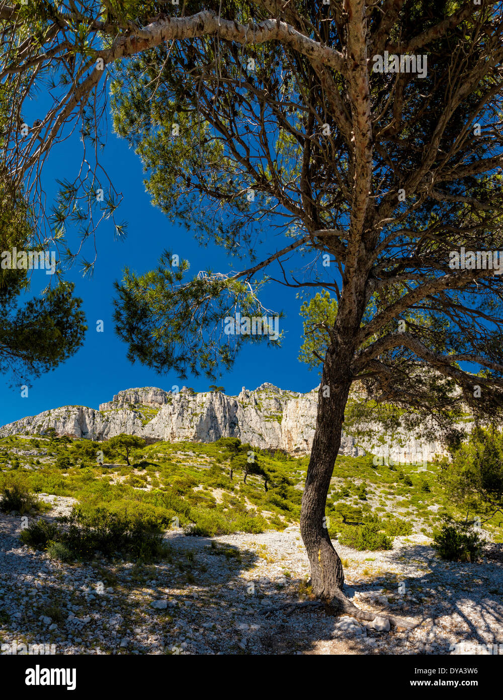 Foret Domaniale de la GARDIOLE paisaje de árboles forestales verano montañas colinas Cassis Bouches du Rhone Francia Europa, Foto de stock