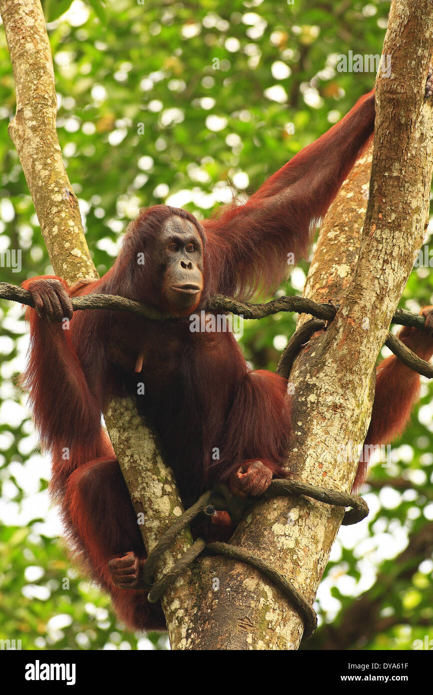 Mono Borneo Anthropoidea gran simio Haplorhini escalada Malasia Mammalia ape poco hombre animal macho macho un masculino Foto de stock