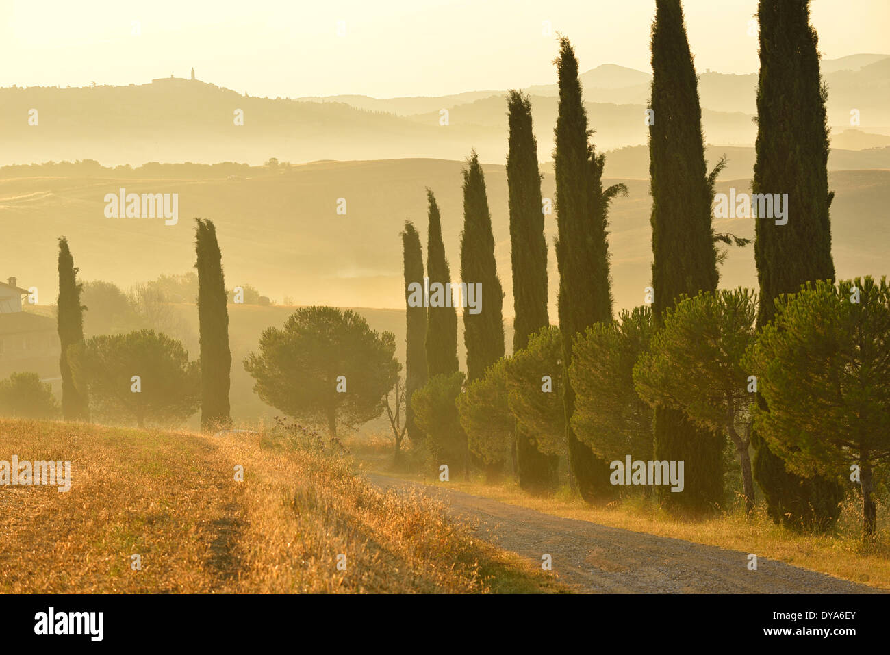 Europa, Italia, Toscana, provincia Siena niebla de la mañana paisaje toscano campo cultivo de árboles cipreses europeos, grava Foto de stock