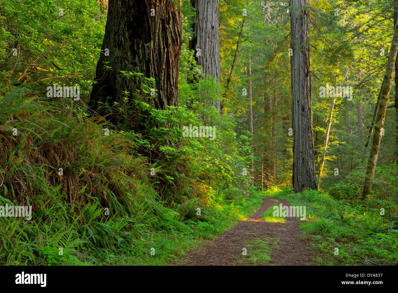 CA California ESTADOS UNIDOS Estados Unidos de América Parque Nacional Redwood secuoyas Redwood Forest Sequoia sempervirens de árboles forestales, los árboles Foto de stock