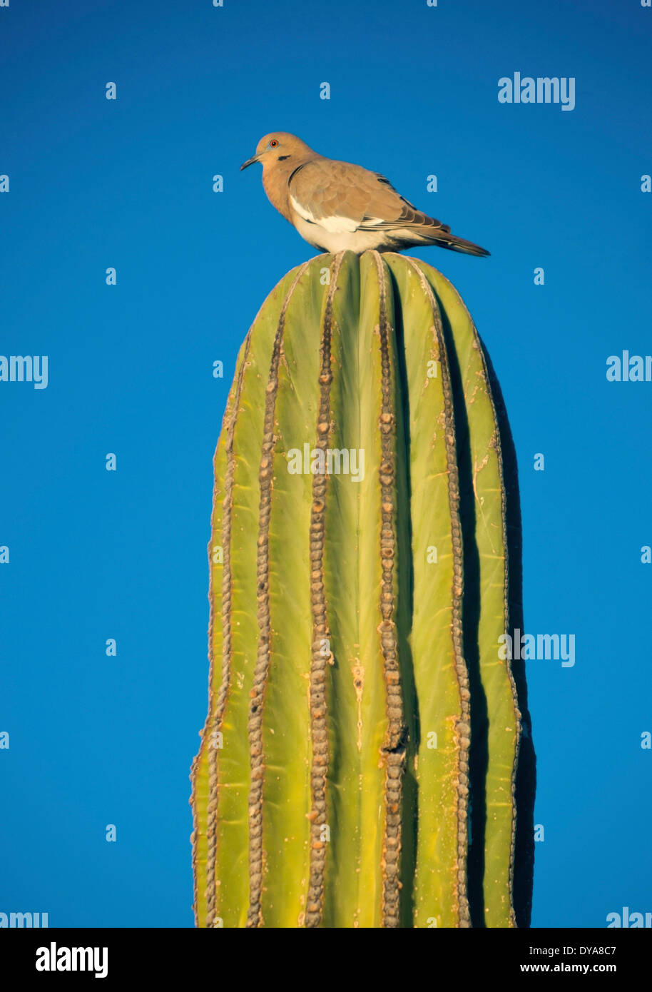 Blanca paloma alada, Zenaida asiatica, Bird, gripe, perca, encaramado, cactus cardón, México, América Central Foto de stock