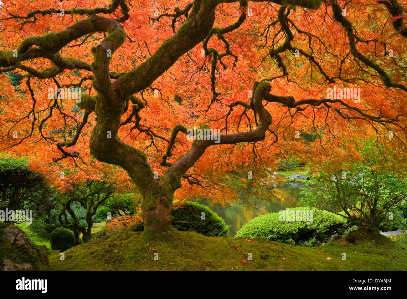 Caída de agua de estanque arces de arce color otoño jardín Zen jardín japonés de Portland Oregon o EE.UU. Los Estados Unidos de América architectu Foto de stock