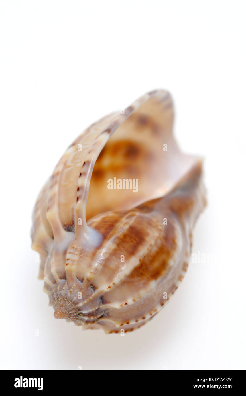 Arpa ventral shell (Harpa ventricosa) c6cm. Foto de stock