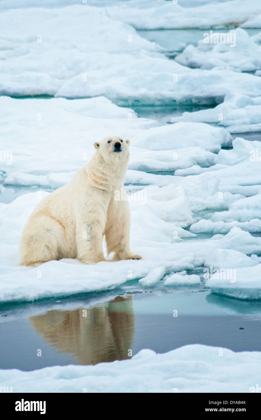 Solitario, el Oso Polar Ursus maritimus, sentado sobre un témpano de hielo, hielo Olgastretet, el archipiélago de Svalbard, Noruega Foto de stock