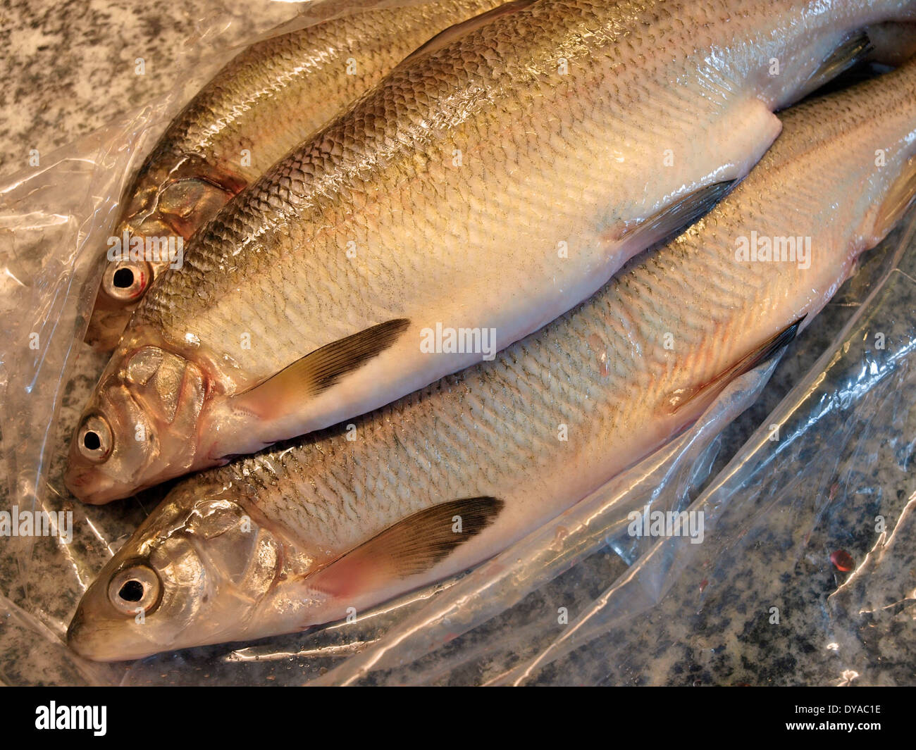 Whitefish, alimentos, peces, fresco, granito-flat, alimentos Foto de stock