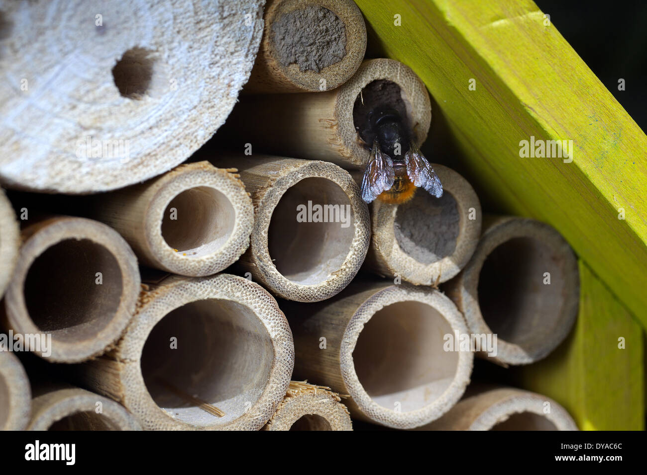 Una abeja silvestre en una caja de anidación de insectos, 09.04.2014 Foto de stock