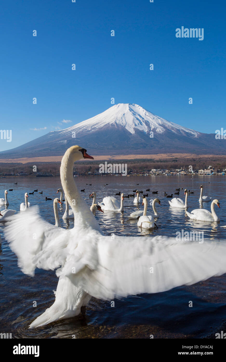 Japón, en Asia, en el lago Yamanaka, cisnes, pájaros, Yamanaka, claro, Fuji, Lago, monte, reflexión, nieve, turismo, viajes Foto de stock