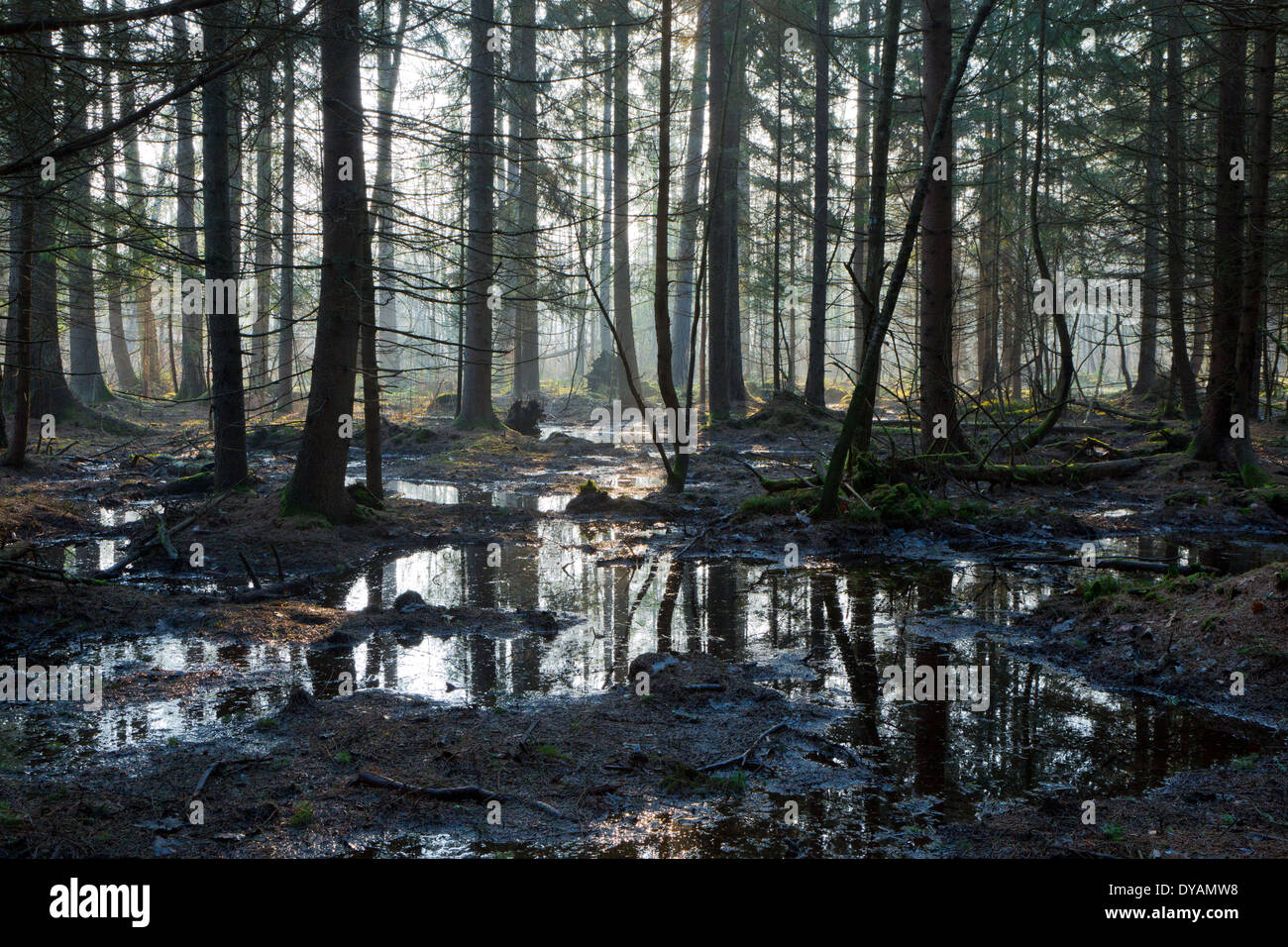 Soporte de coníferas bosque de Bialowieza en la mañana con pinos y abetos Foto de stock