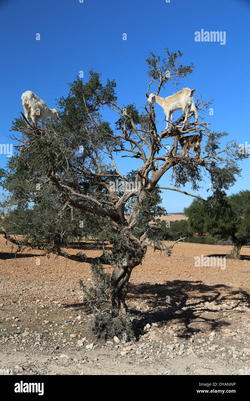 Las cabras hilarantemente, curiosamente, de pie en la parte superior de un olivo con equilibrio increíble carretera de Marrakech a Essaouira Foto de stock