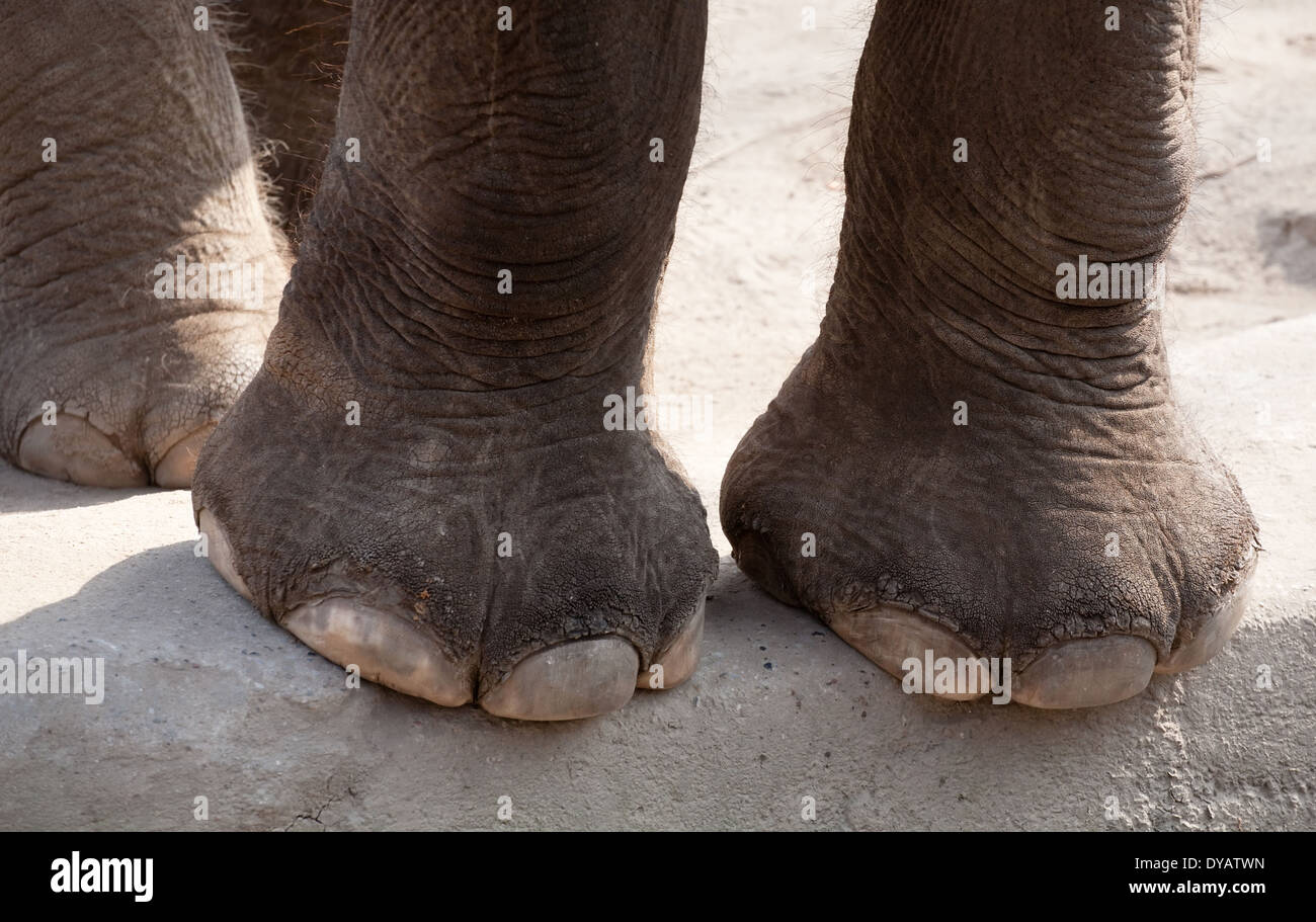 Patas de elefante closeup detalles sobre suelo de hormigón zoo antecedentes Foto de stock
