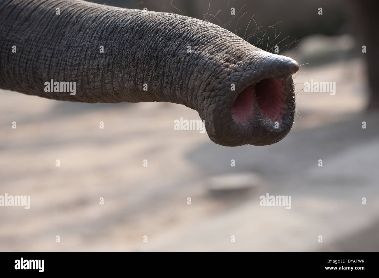 Detalle de la Trompa de Elefante closeup vista con dos orificios nasales Foto de stock