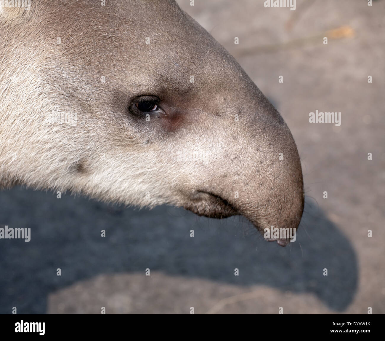 Hocico de tapir closeup retrato con gracioso perfil de la nariz Foto de stock