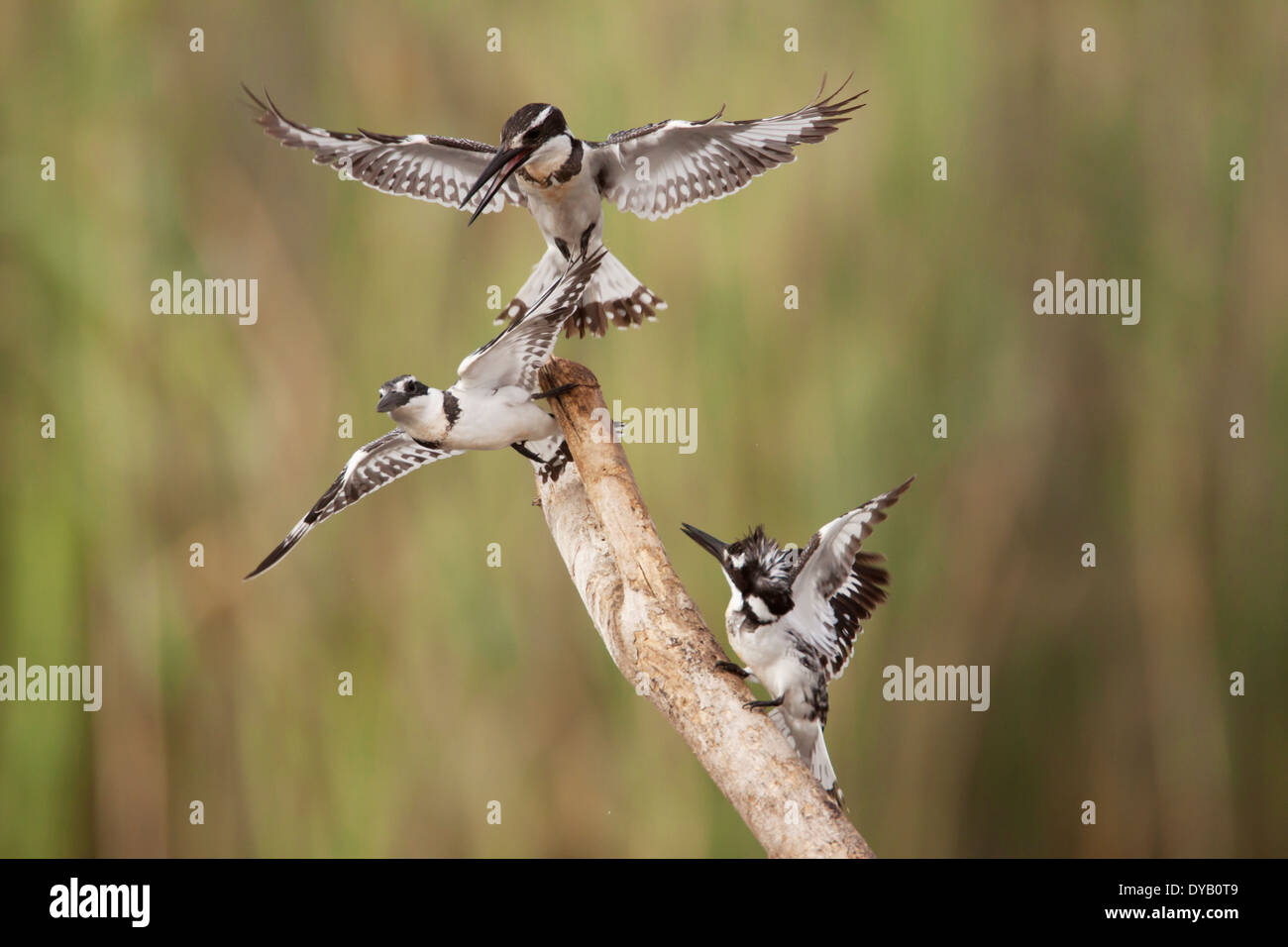 Pied Kingfisher - combates Ceryle rudis Gambia, África occidental BI025307 Foto de stock