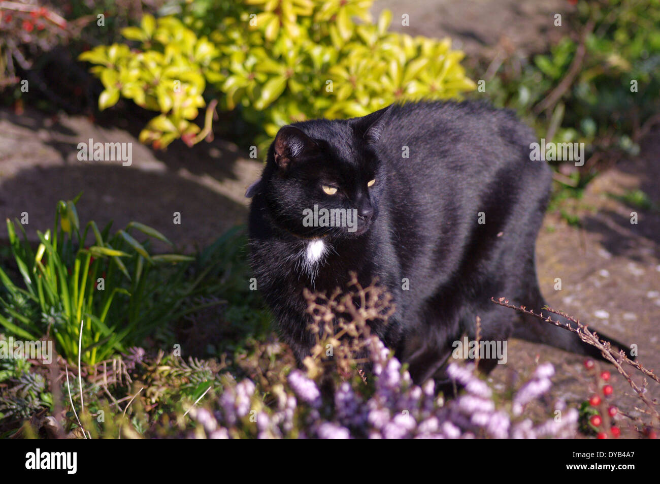 Gato negro Foto de stock