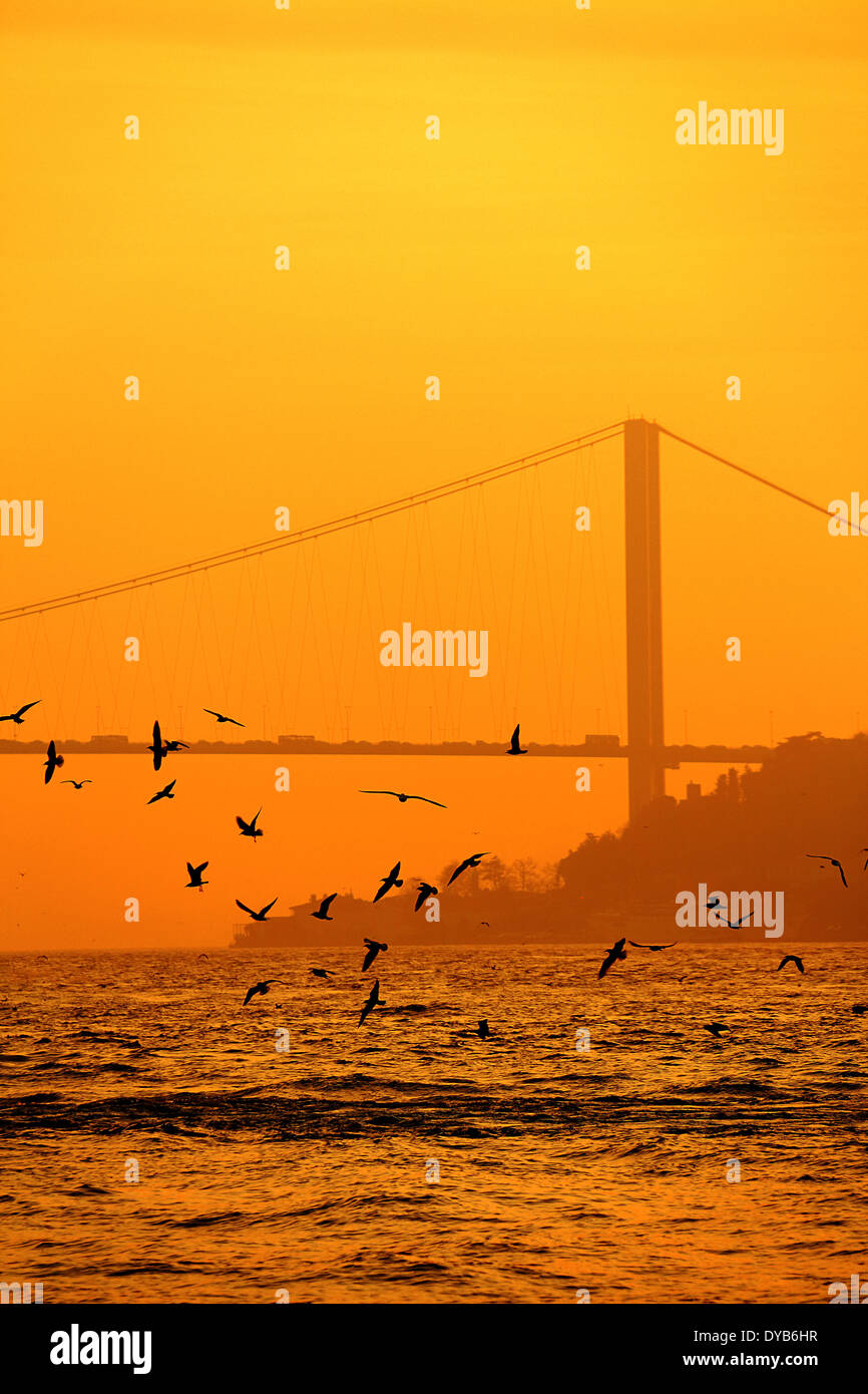 Seagull silueta con antecedentes de Puente del Bósforo Foto de stock