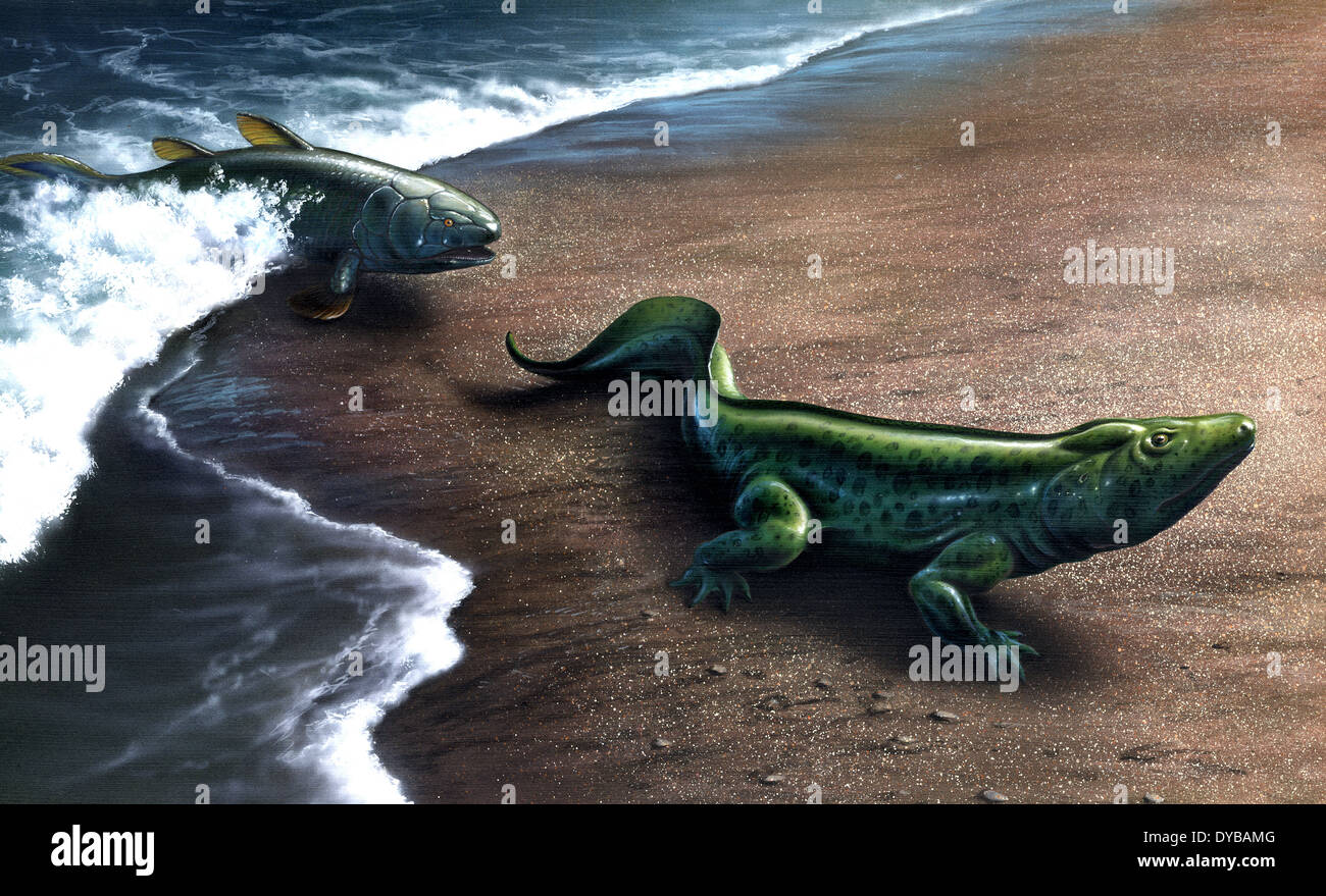 Concepto del artista que representa la evolución de los peces de aletas lobuladas a un anfibio. Foto de stock