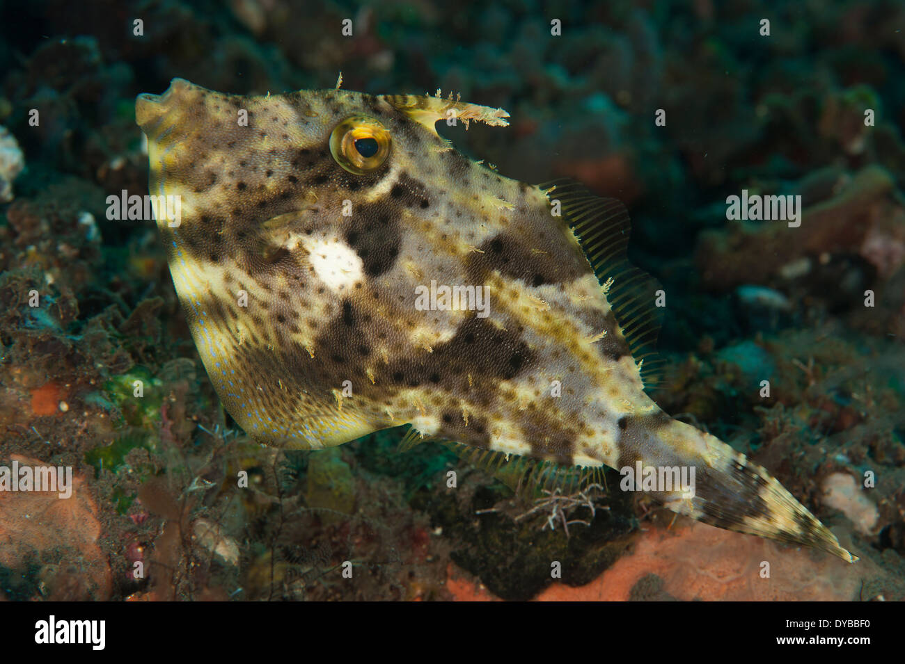 Correa de la maleza (Pseudomonacanthus macrurus filefish), Tulamben, Bali, Indonesia. Foto de stock