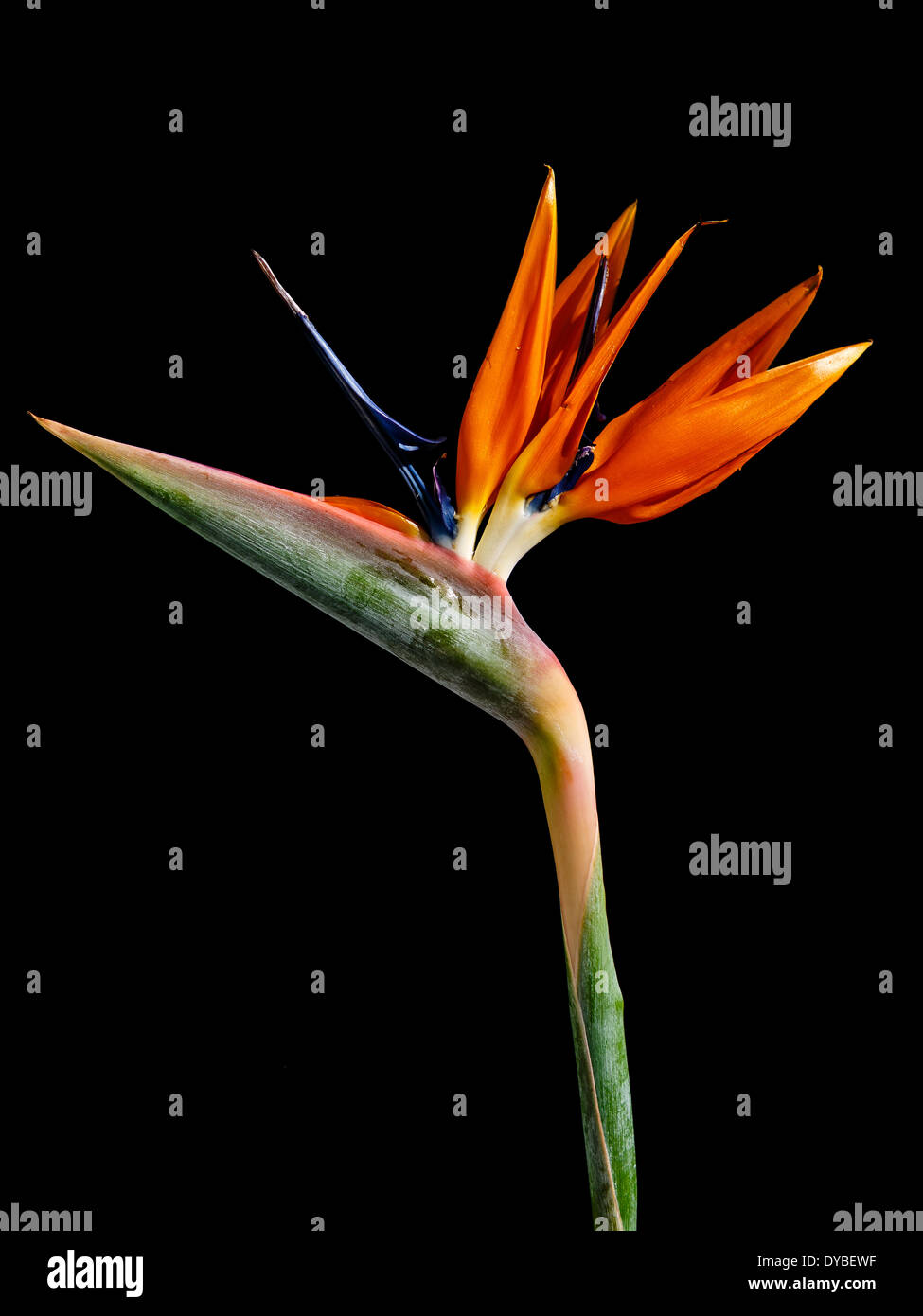 - Flores exóticas llama Strelitzia ave del paraíso flor sobre fondo negro Foto de stock