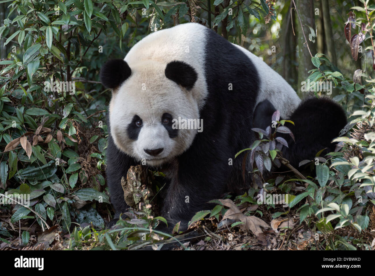 Panda adulto fotografías e imágenes de alta resolución - Alamy