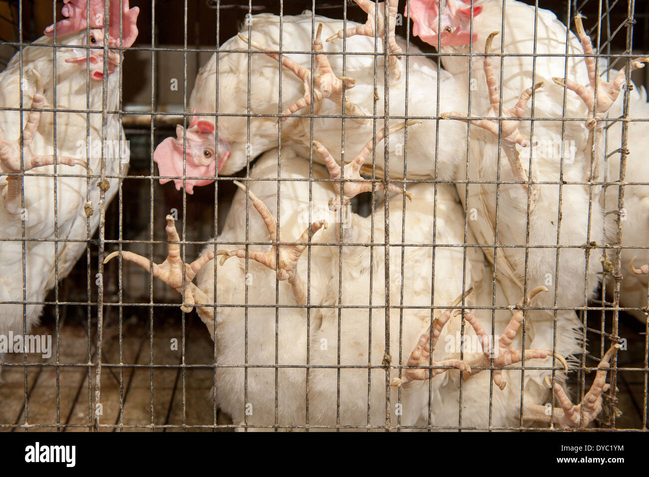 Pollos en jaulas fotografías e imágenes de alta resolución - Alamy