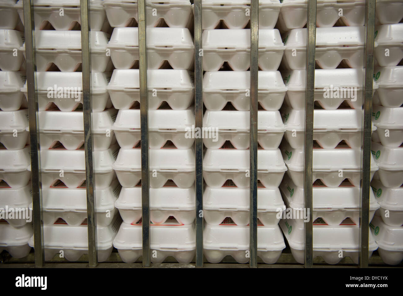 Los huevos clasificados en cartones en una granja comercial de huevos de producción convencional Foto de stock