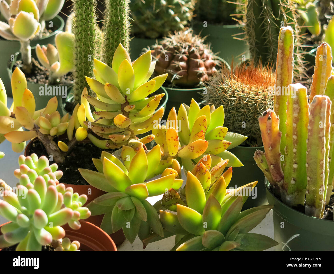 Visualización de cactus y plantas suculentas, Florida, EE.UU. Foto de stock