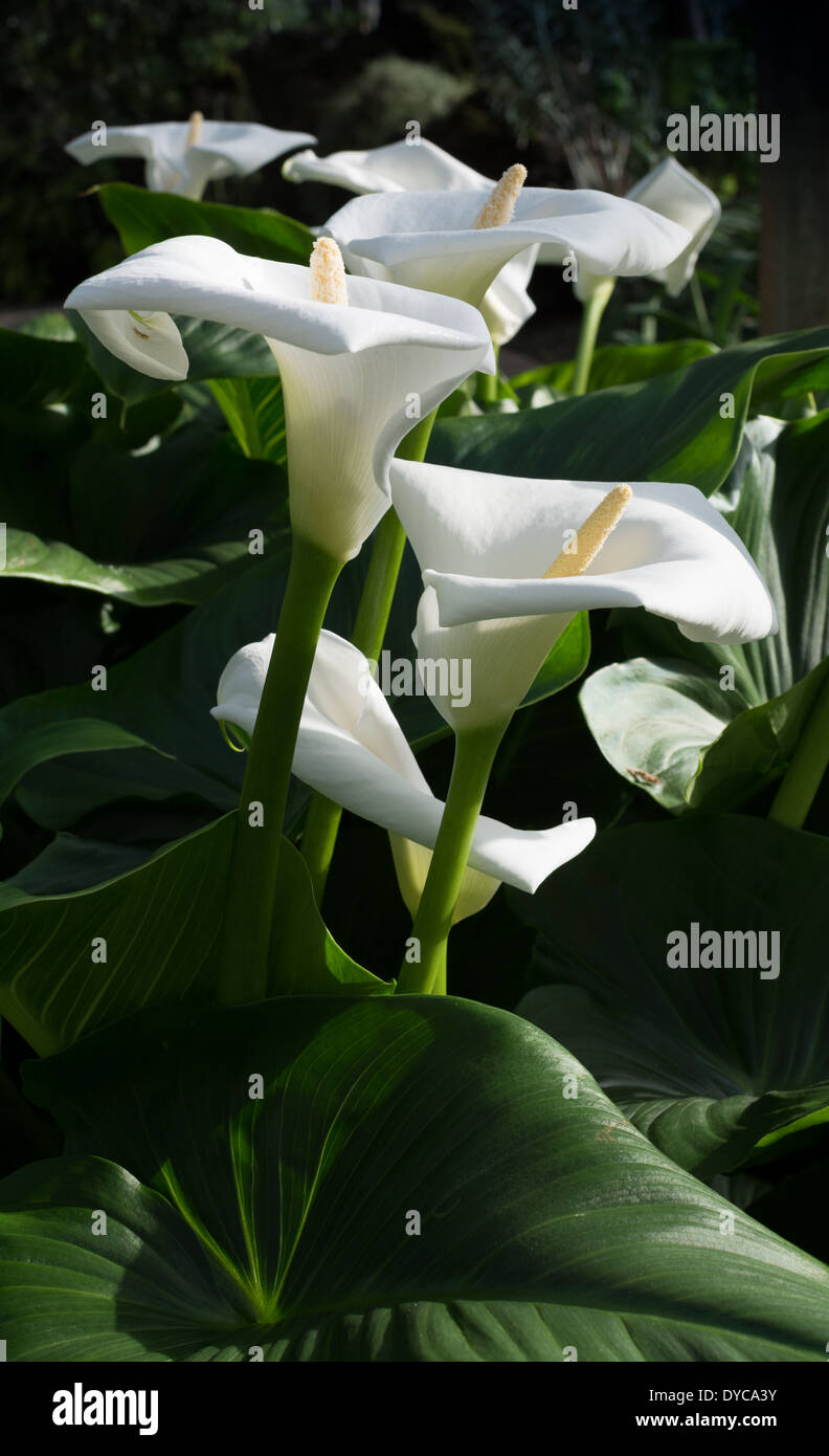 Calas blancas imágenes verticales. Grupo de callas blancas con hojas verdes. Foto de stock