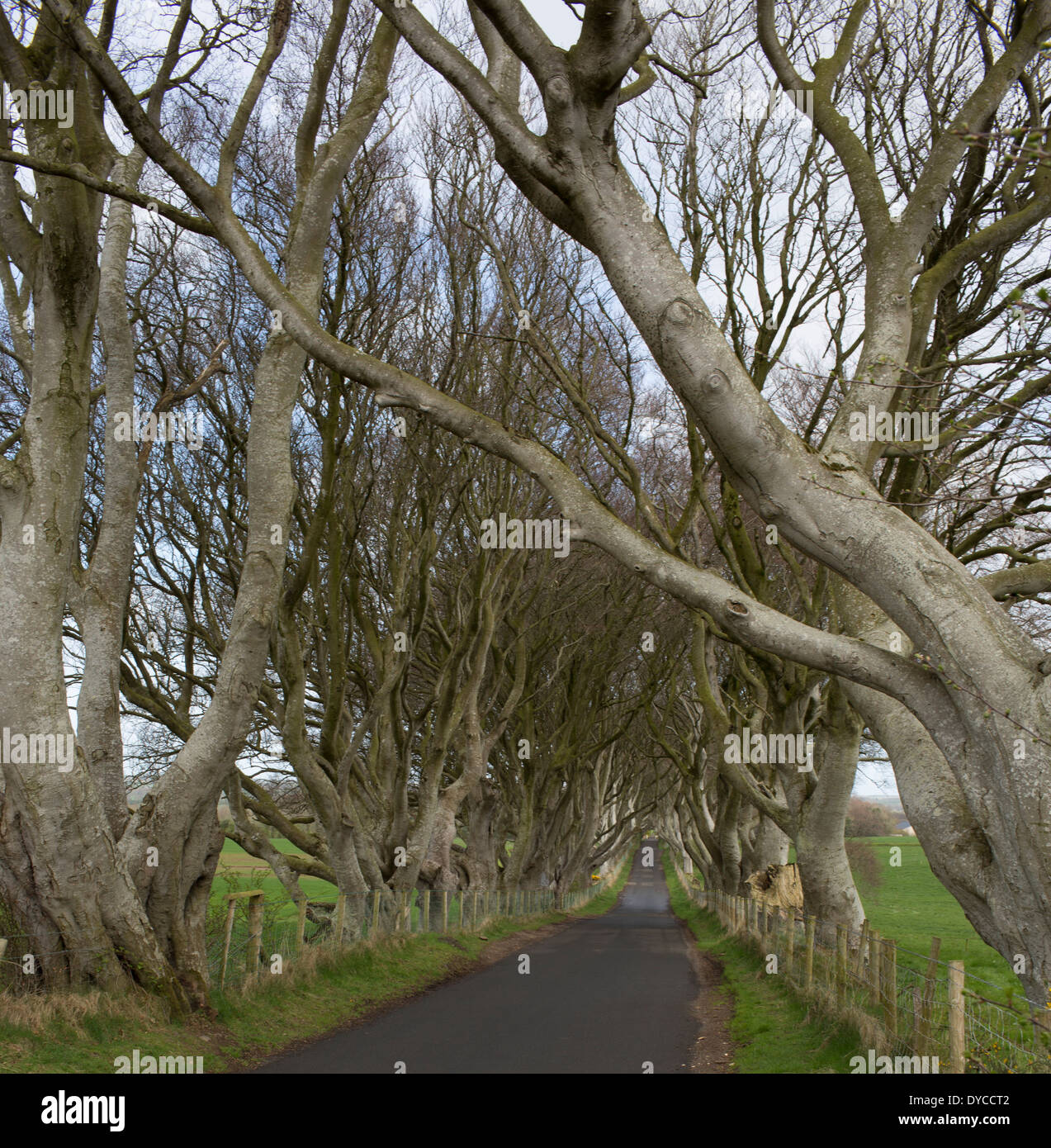 La Oscuridad Hedges Bregagh Armoy Road, en el Condado de Antrim, Irlanda del Norte Foto de stock