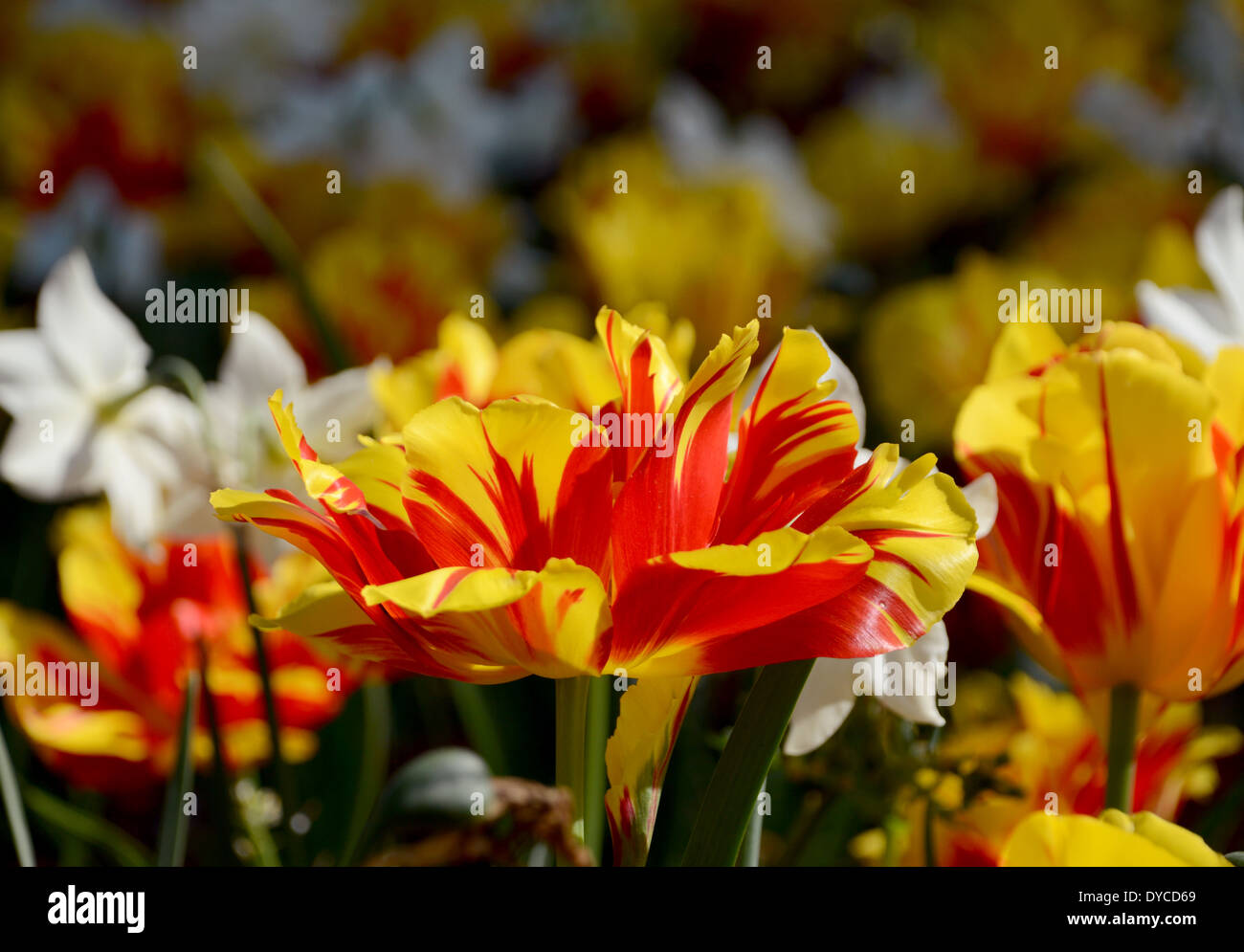 Cama de flor llena de coloridos tulipanes Monsella rojo y amarillo en abstracto Foto de stock