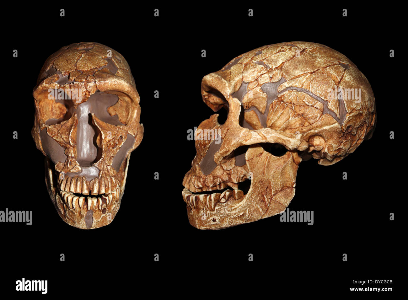 Vista frontal y lateral de la Ferrassie1 Homo neanderthalensis cráneo réplica Cast Foto de stock