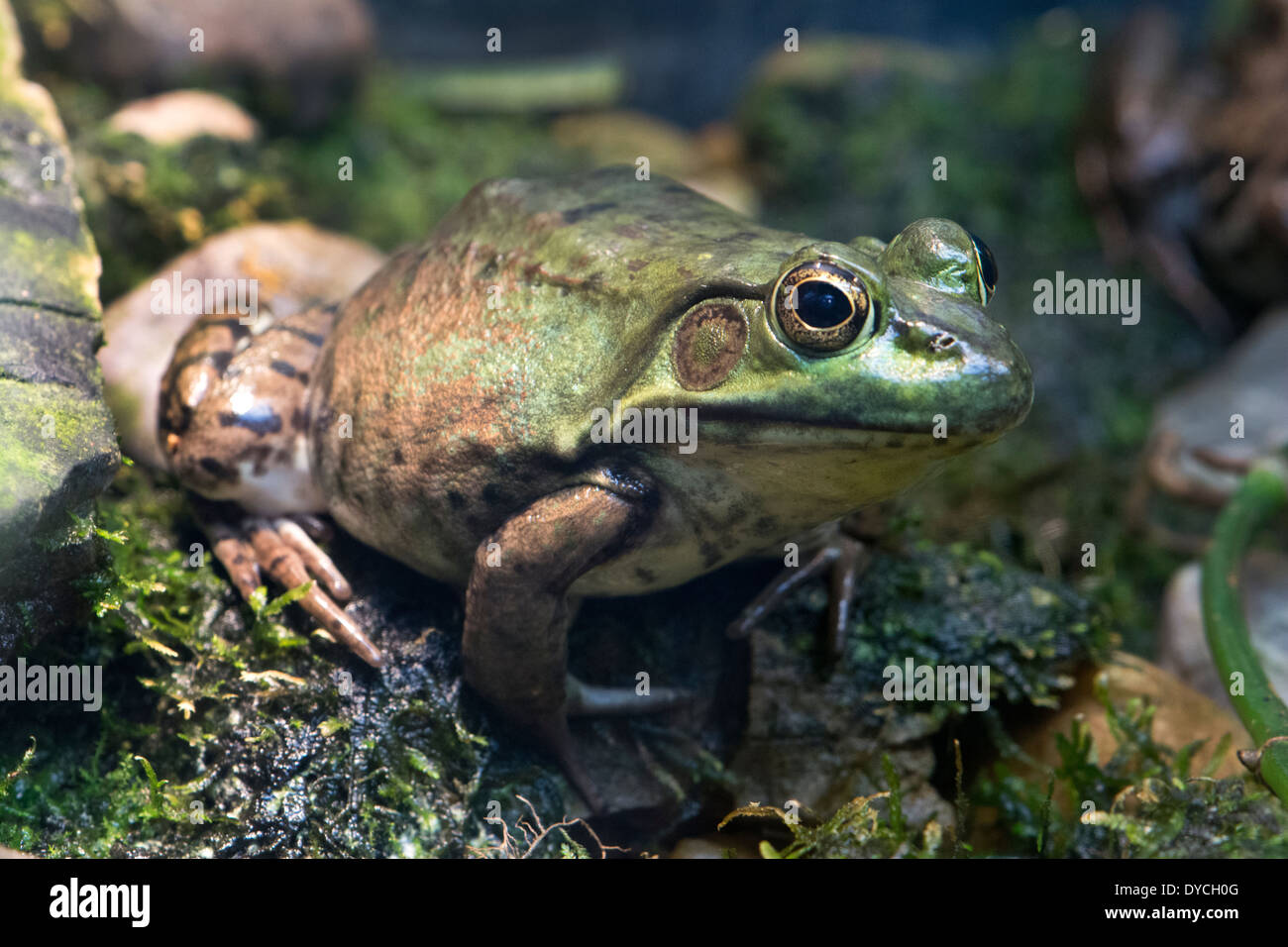 Una rana verde. Foto de stock