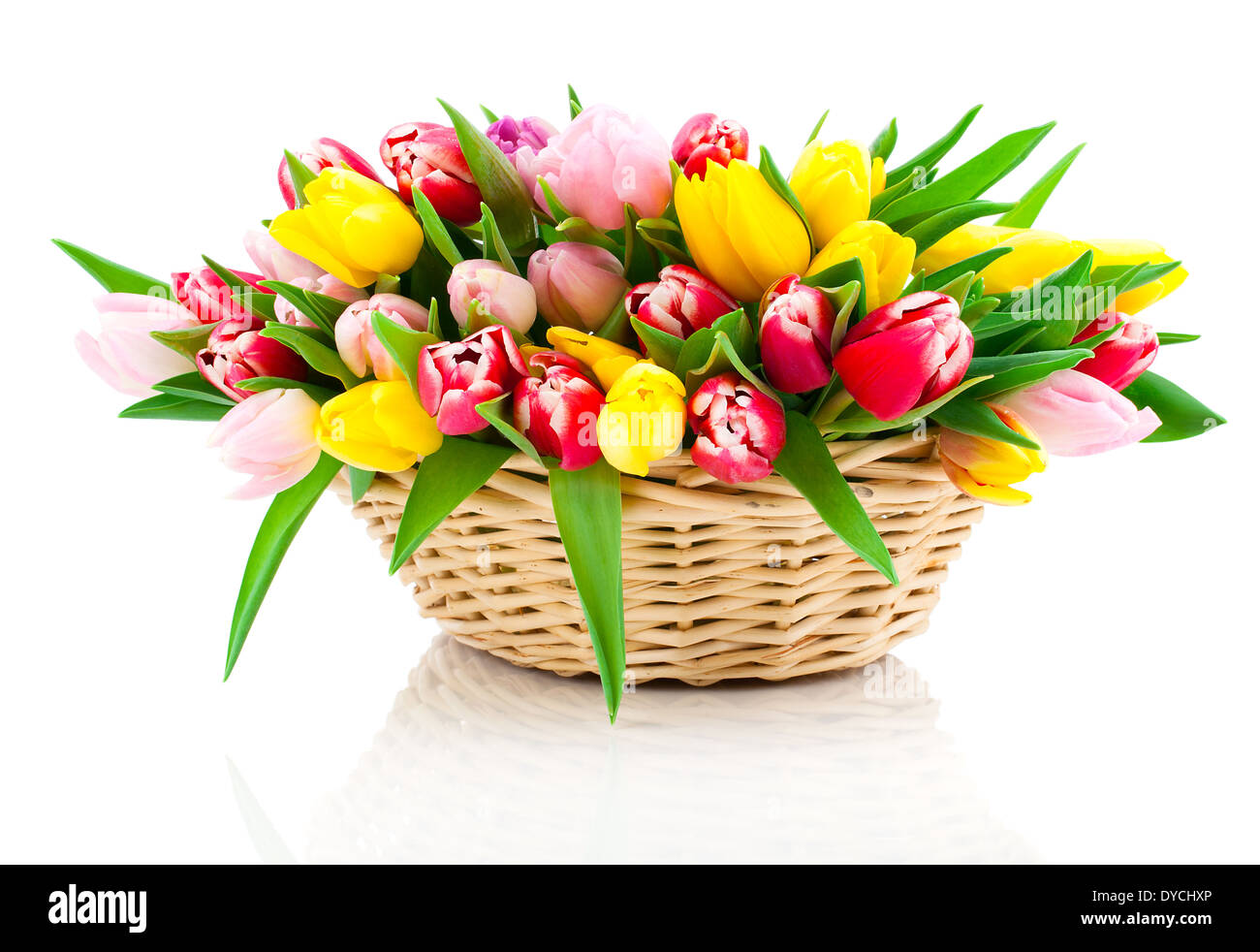 Tulipanes de primavera en la cesta de madera, sobre un fondo blanco. Feliz  Día de las madres, romántica, bodegones, flores frescas Fotografía de stock  - Alamy