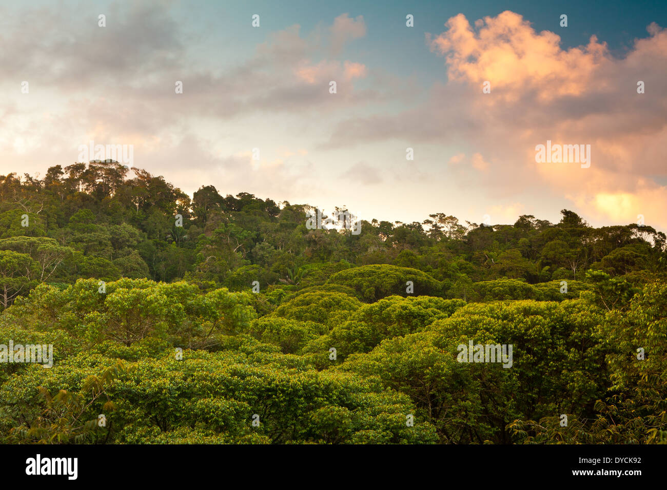 Bosque Tropical Húmedo Premontano Fotos e Imágenes de stock Alamy