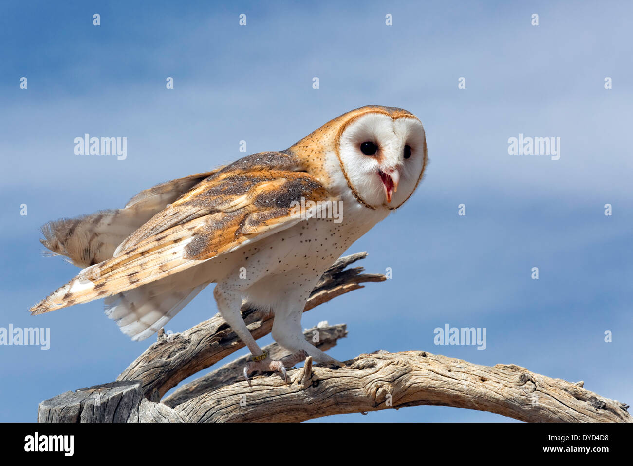 Lechuza de Campanario (Tyto alba) Foto de stock