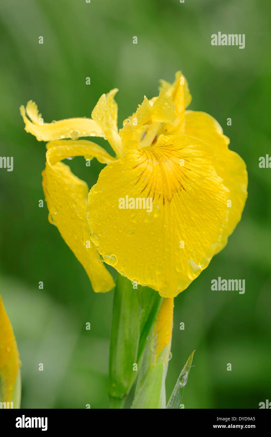 Bandera amarilla o Amarillo (Iris pseudacorus), flor, Renania del Norte-Westfalia, Alemania Foto de stock