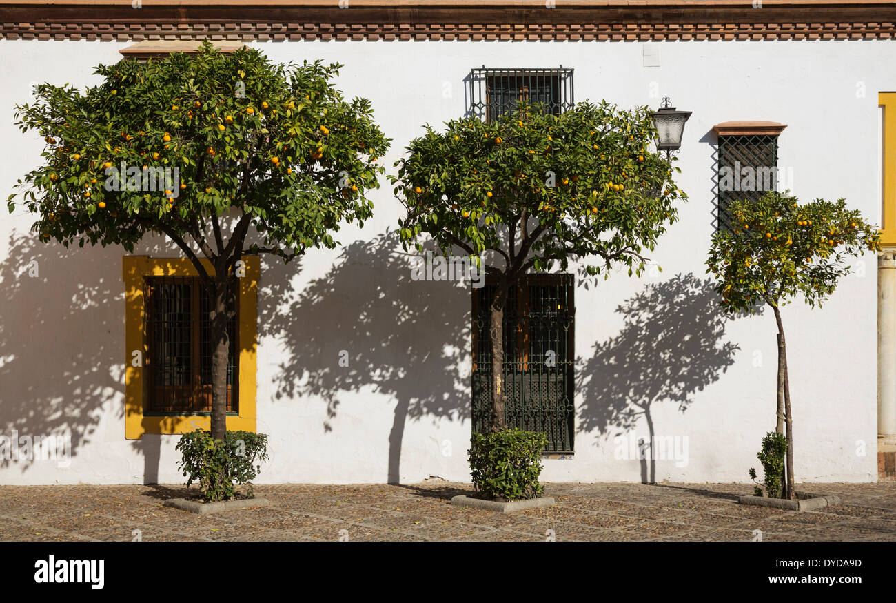 Amargo o Sevilla de naranjos (Citrus x aurantium) en la Plaza de Pilatos contra la fachada de la mansión Casa de Pilatos Foto de stock