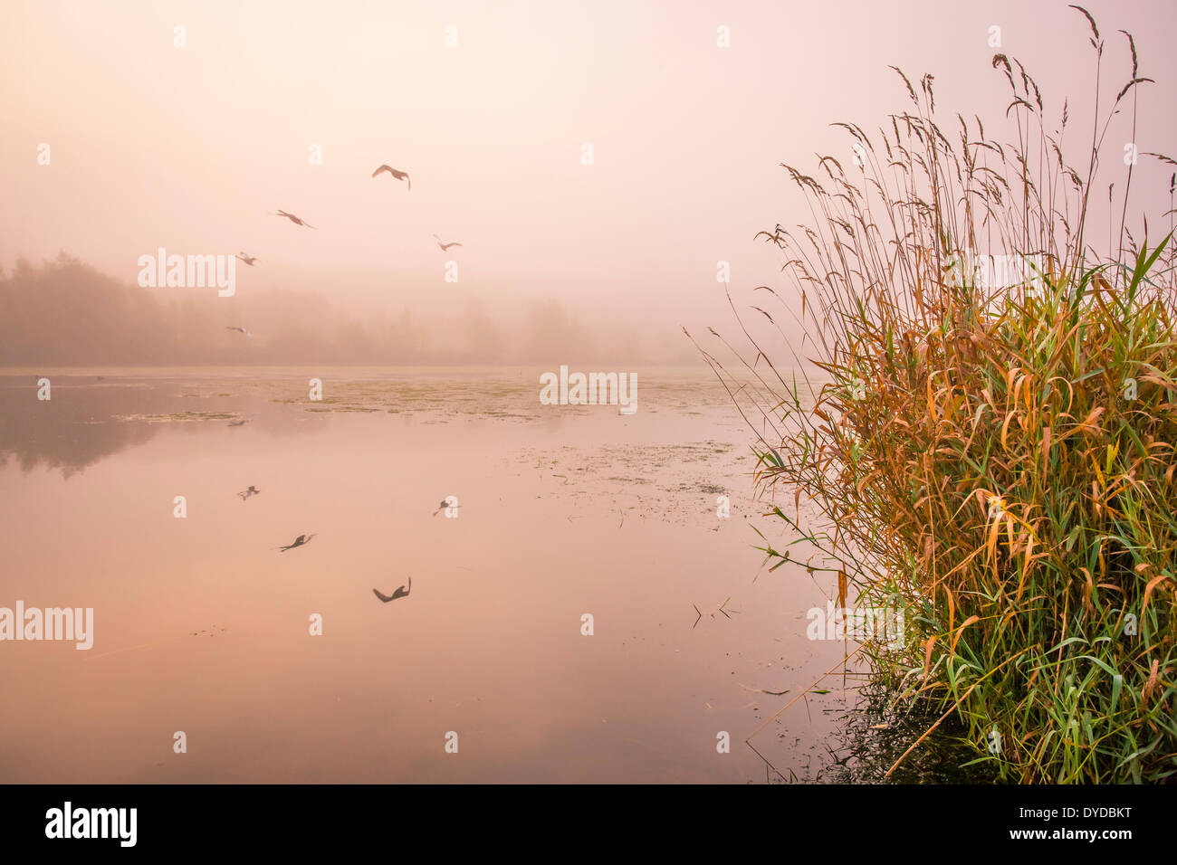 Cisnes despegar desde un lago en una mañana brumosa. Foto de stock