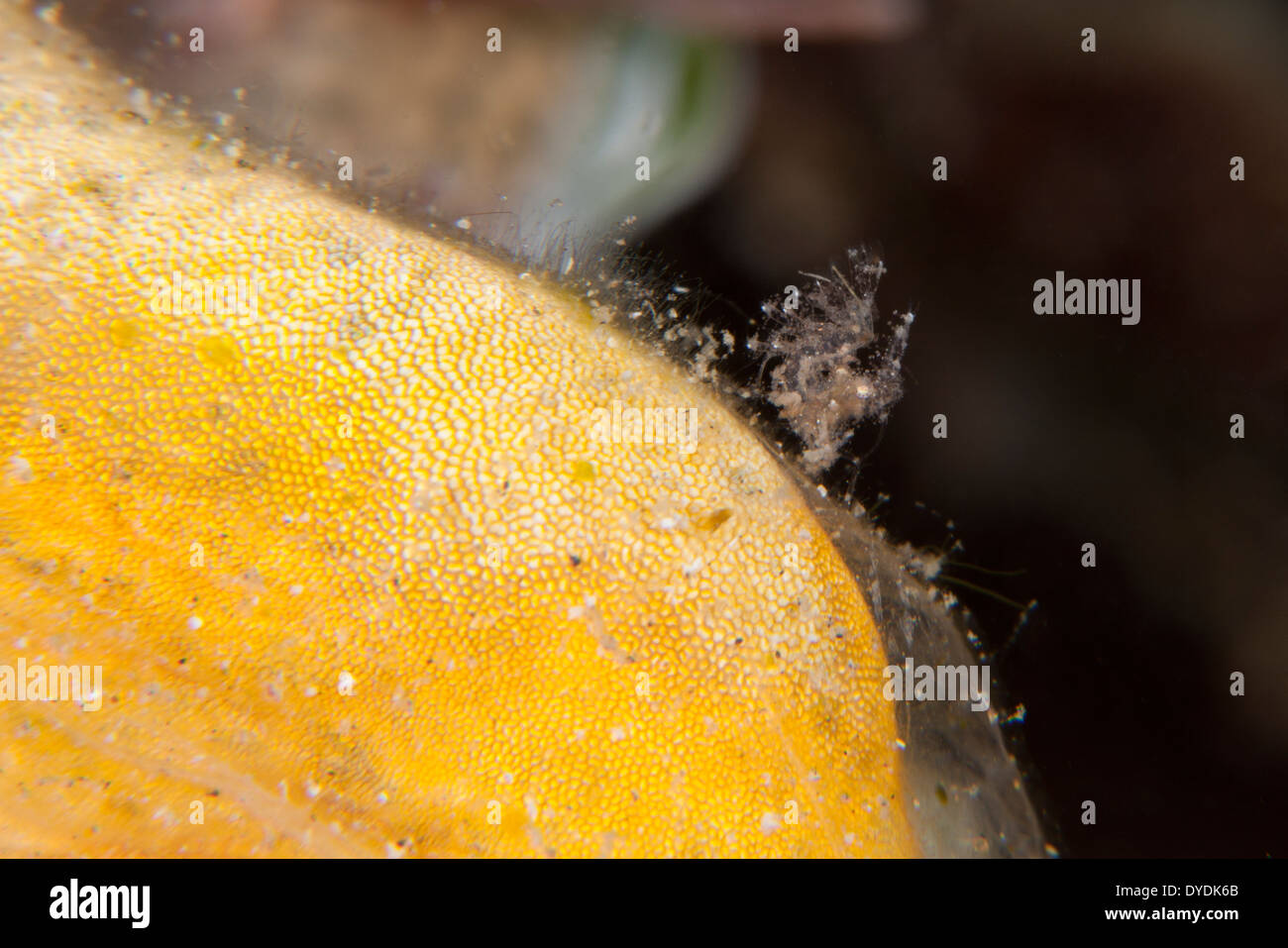 Camarón (algas Phycocaris simulans) sobre coral en el estrecho de Lembeh fuera el norte de Sulawesi, Indonesia. Foto de stock