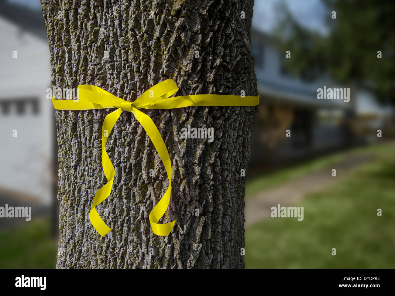 Cinta amarilla atada alrededor del árbol en el patio delantero de la casa Foto de stock