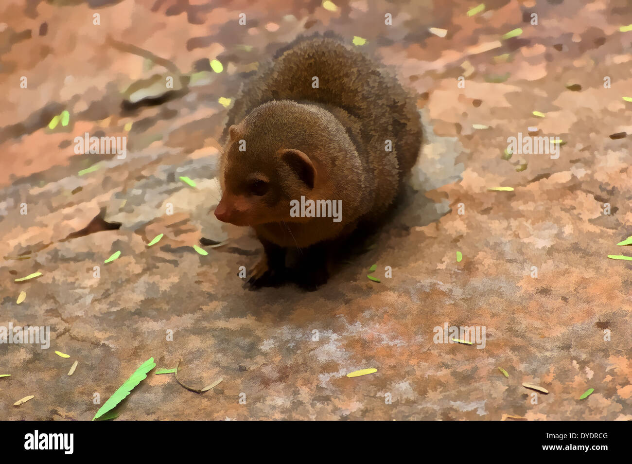 Ilustraciones de mangostas fotografías e imágenes de alta resolución