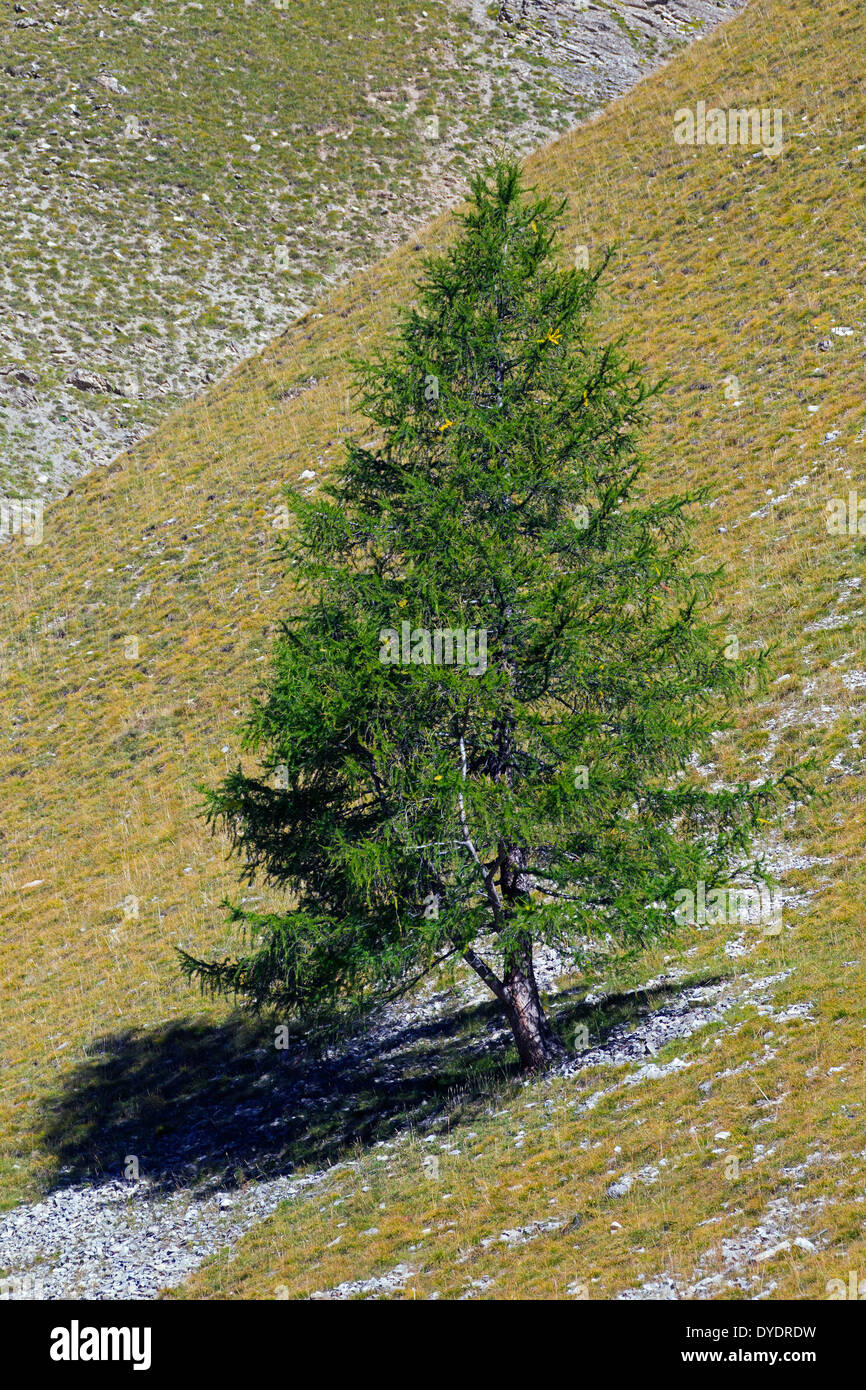Alerce europeo común / alerce (Larix decidua) un solo árbol creciendo en la ladera de montaña en los Alpes, las montañas alpinas Foto de stock