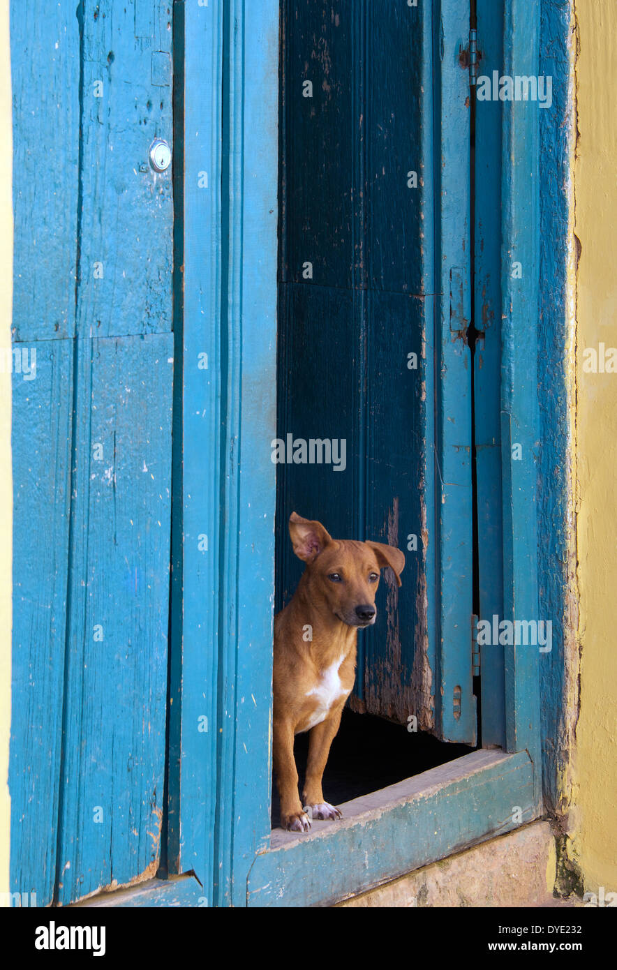 Perro en Puerta Trinidad provincia Sancti Spiritus Cuba Foto de stock