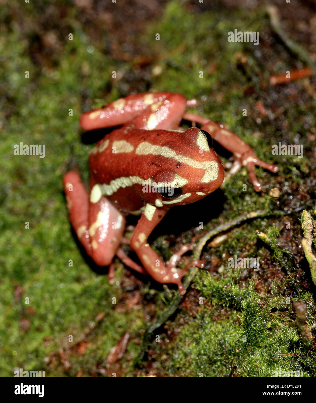 Phantasmal poison DART (rana Epipedobates tricolor), rojo y amarillo-DART frog variedad desde Central-America Foto de stock