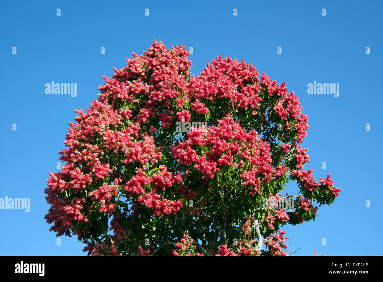 Árbol de flor roja provincia Sancti Spiritus Cuba Foto de stock