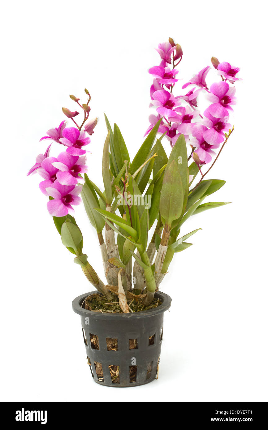 Orquídea tailandesa fotografías e imágenes de alta resolución - Alamy