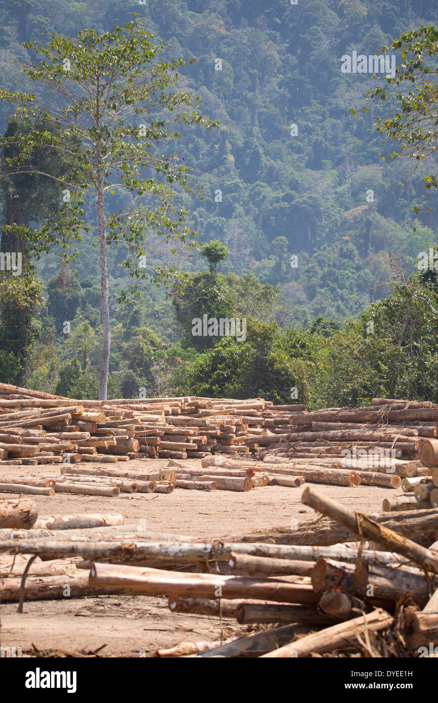 La madera, los troncos de los árboles talados, registros en un campamento maderero, rodeado por la selva secundaria de la provincia, Pahang, Malasia Foto de stock