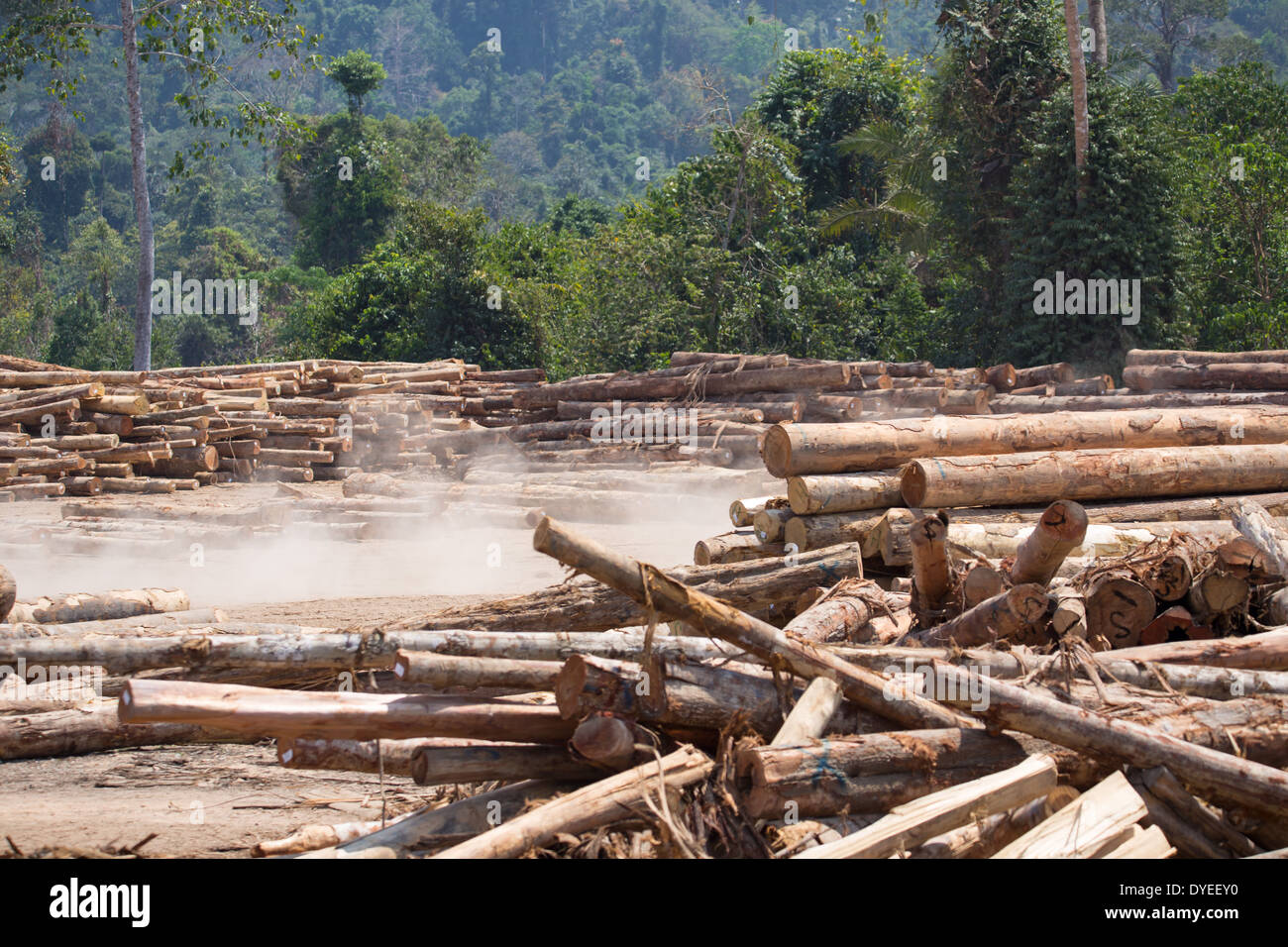 La madera, los troncos de los árboles talados, registros en un campamento maderero, rodeado por la selva secundaria de la provincia, Pahang, Malasia Foto de stock
