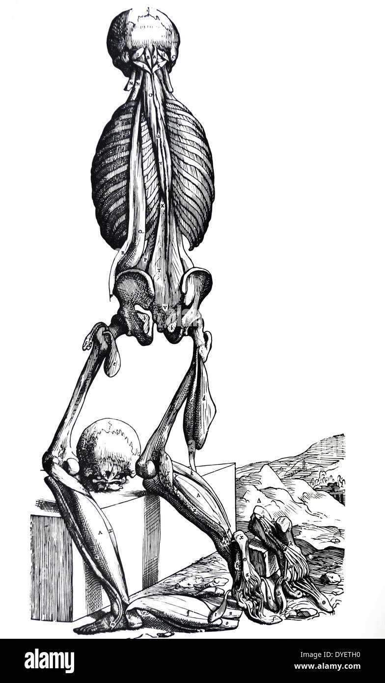 Las placas del segundo libro de De Humani Corporis Fabrica de Andreas Vesalio (1514-1564) Placa 37 - La 14ª placa de los músculos. La figura de esta placa carece particularmente la scapulae y armas, ya visto en la secuencia de disección. Las rodillas dobladas para exponer la suela de un pie al observador. Foto de stock