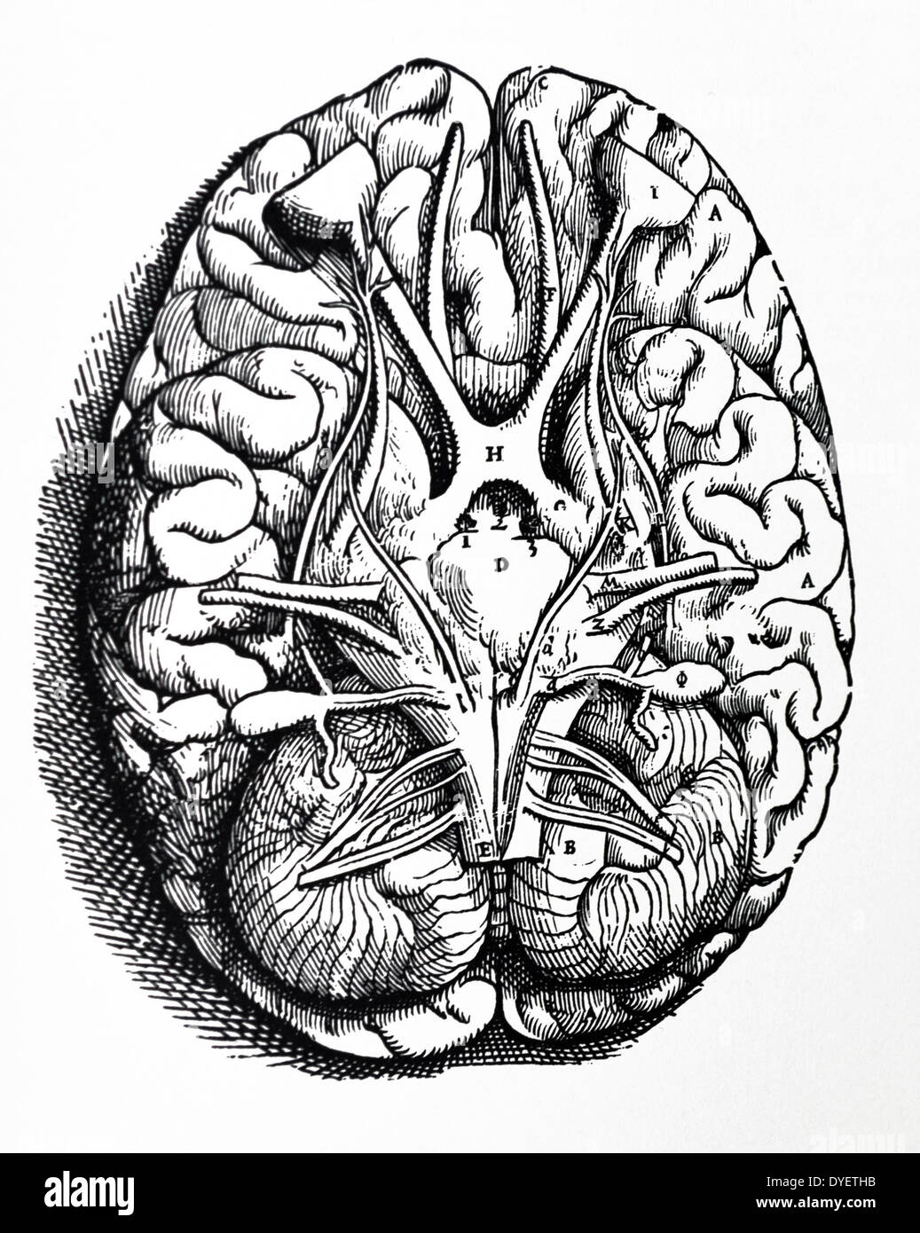 Las placas del cuarto libro de De Humani Corporis Fabrica de Andreas Vesalio (1514-1564) Placa 48 - La primera de las dos figuras comunes a los nueve capítulos que siguen constituyen la base de todo el cerebro y cerebelo liberados de las membranas circundantes, de manera que el origen de los nervios cerebrales pueden ser convenientes expuesto a la vista. Foto de stock